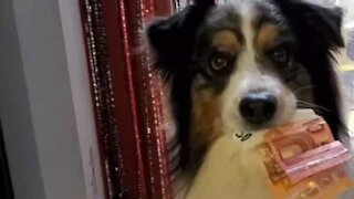 Cão revela ser um grande ladrão de notas!