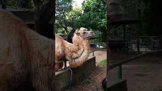 Feeding a Camel. 😊