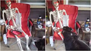 Cão tenta brincar com um esqueleto