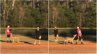 Hjorten blir med å spiller baseball