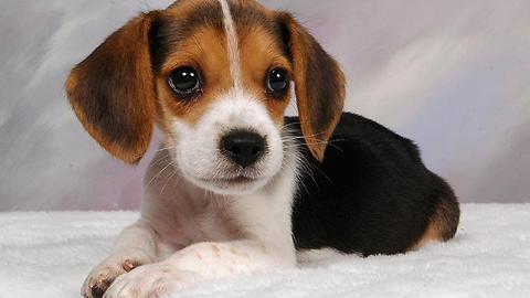 beagle pups : day 23 see parsley play