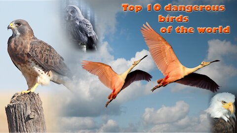 THE BEST TOP 10 DANGEROUS BIRDS. !!! You should watch out for.