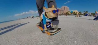 Le chien le plus cool de Floride