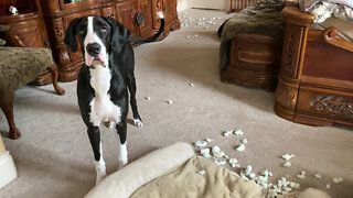 Guilty Great Dane Puppy Denies Chewed Mess Responsibility