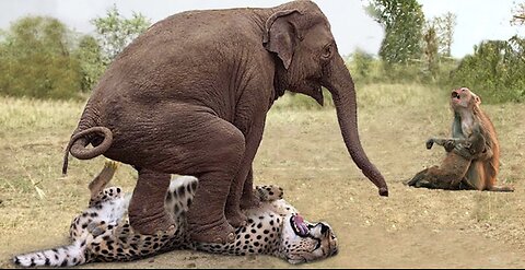 Herd Of Elephants Rescues Baby Monkey From Leopard Hunting - Elephant vs Lion, Rhino, Crocodile