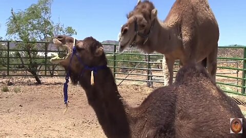 Watch camels how to play