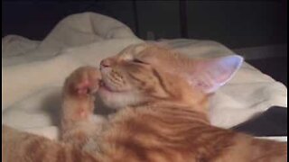 Urgullig kattunge suger på tassen i sömnen