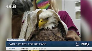 Bald Eagle expected to be released