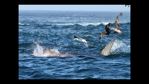 Mega Great White Shark Attacks Seal [Drone Footage]