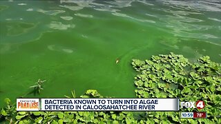 Will blue-green algae make a comeback this summer?