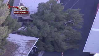 Tree falls on cars in apartment complex