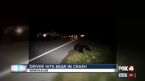 Driver Hits Bear in Overnight Crash