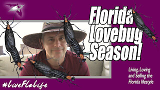 Florida Lovebugs | Not All Bad...Just Mostly!
