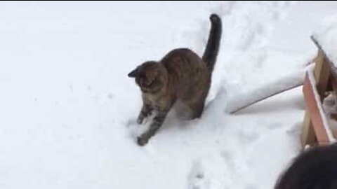 Cat loves to hunt... snowballs!