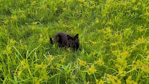 Cat finds herself a nice little spot in nature