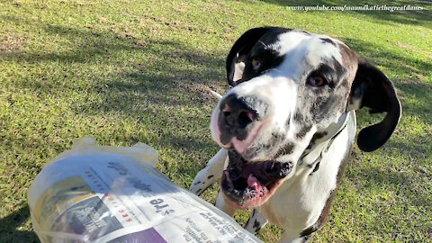 Great Danes perform relay race while delivering the newspaper
