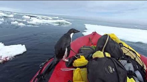 Pingvin hoppar in i båten säger hej!