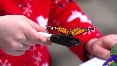 TMP Butterfly Experience Britta Miller