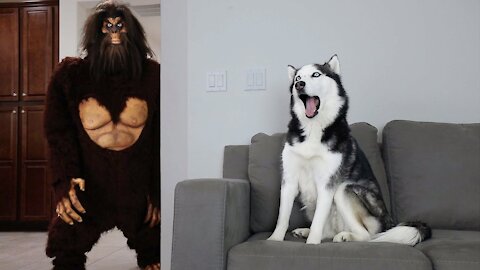 Husky Pranked By Scary Big Foot😆😆🐸🐸