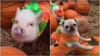 Pug and piglets are ready for Halloween