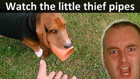 Watch The Little Thief Pipes!