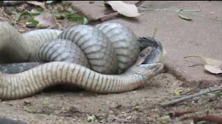 Australie: combat entre des serpents extrêmement venimeux