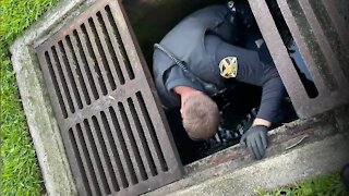 Police Officer in Florida rescues ducklings from storm drain