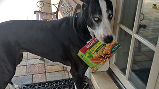 Great Dane helps owners bring in groceries