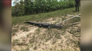 A 14 year-old attacked by an alligator in Port Charlotte