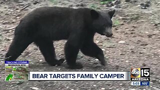 Bear targets family's camper