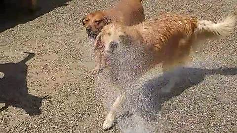 Pack of dogs play with water hose