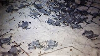 Sea turtle hatchlings filmed coming out of their nest