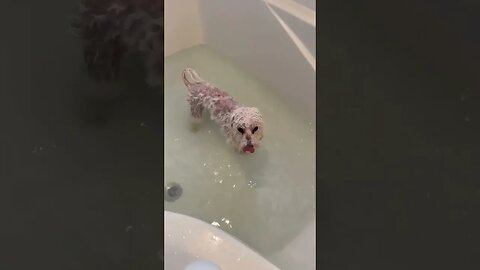 How to Get Your Pet Rat to Enjoy Baths