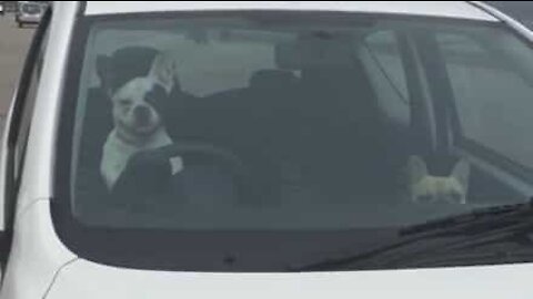 Impatient dog honks car horn to hurry up owner