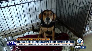 Tri-County Animal Rescue: 50 puppies recued from high-kill shelter getting ready for a forever home