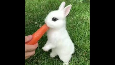 cutest rabbit