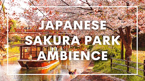2 Hours of Beautiful Japanese Sakura Cherry Blossom Park Ambient Sounds | Spring White Noise ASMR