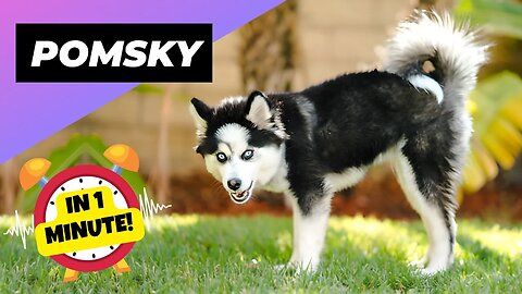 Pomsky - In 1 Minute! 🐶 One Of The Most Beautiful Crossbreed Dogs | 1 Minute Animals