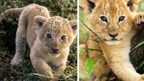Baby lion/ baby cutebaby lion, baby lions playing