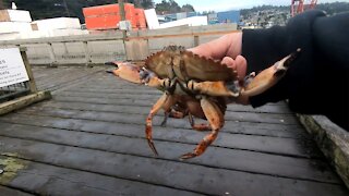 First Time Crabbing at Newport OR
