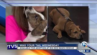 Wag Your Tail Wednesday 8/22/18