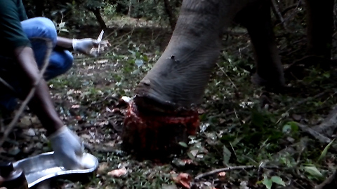 Human save dying elephant-highest quality fallen wild elephant footages