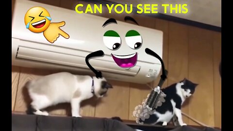 Cat videos | funny cat video | funny pats | funny cat , dog , video