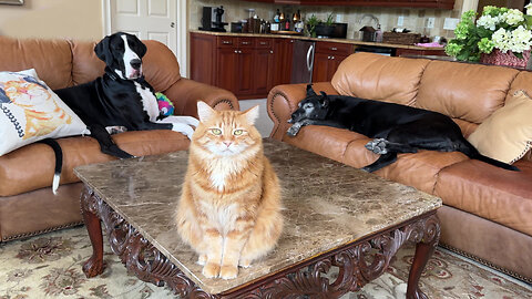 Well-trained Cat Sits On Command For Photo With Great Danes
