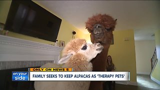 Stow family races against time to keep their alpacas as therapy pets after neighbor complaints