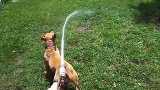 Dogs Love Playing With The Water Hose