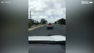 En ko får et lift bagpå en truck i Australien