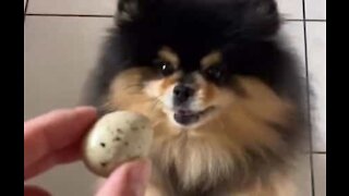 Lulu-da-pomerânia é obcecado por ovo de codorniz