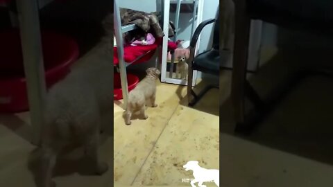 🤣Dogs vs Themselves in the Mirror 2022 Funny Dog Video Clips #shorts