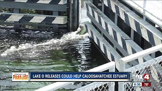 Lake O releases could help Caloosahatchee Estuary